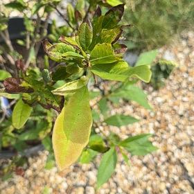 Photo of the plant species Star magnolia by @SirFreesia53 named Mando on Greg, the plant care app