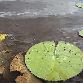 Photo of the plant species American White Waterlily by @MightySucc71 named Maya on Greg, the plant care app