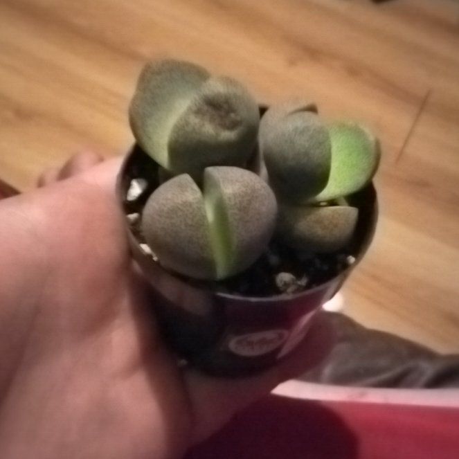 Photo of the plant species Split Rock by @TopAngelmoss43 named Zion on Greg, the plant care app