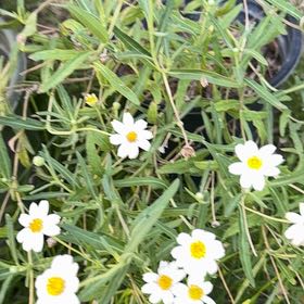 Photo of the plant species Plains Blackfoot by @WinCosmo98 named Nithin on Greg, the plant care app