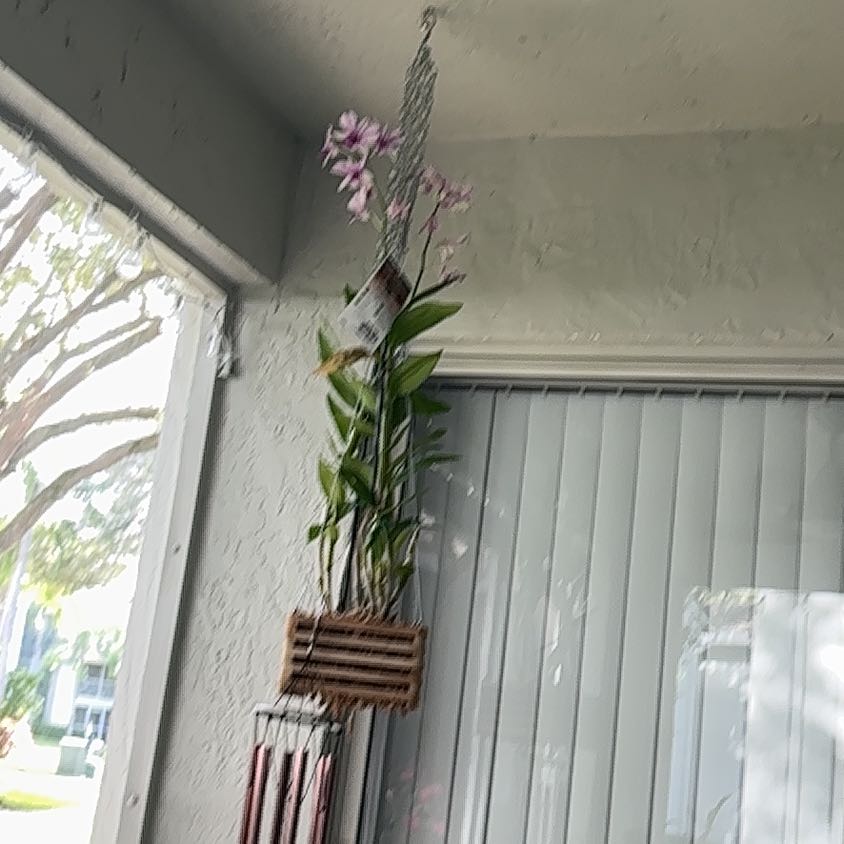 Photo of the plant species Martagon Lily by @OpulentCentella named Elina on Greg, the plant care app