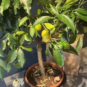 Photo of the plant species Limequat by @ScholarlyCat named Lutique on Greg, the plant care app