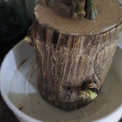 Photo of the plant species Wood Plant by @SaviorBacopa62 named Delilah on Greg, the plant care app