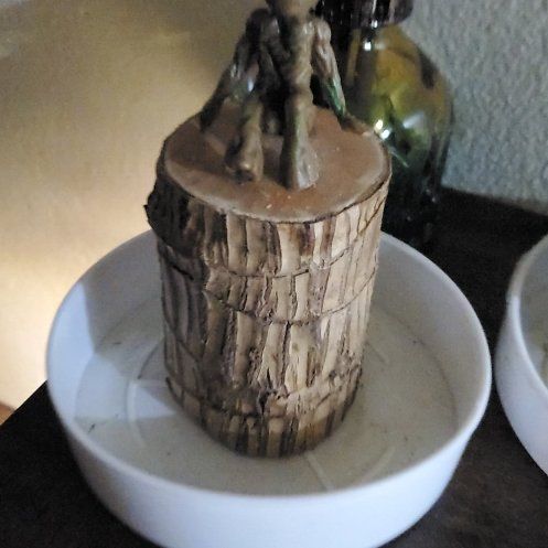 Photo of the plant species Lucky Brazillian Wood by @SaviorBacopa62 named Drake on Greg, the plant care app