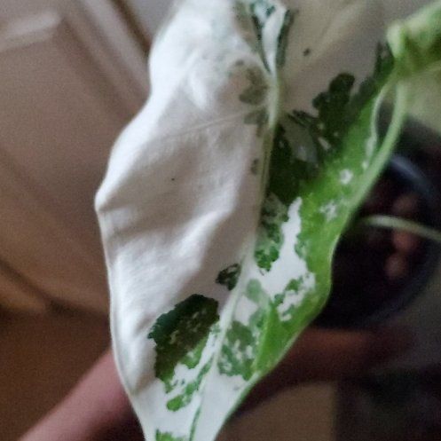 Photo of the plant species Frydek by @SaviorBacopa62 named Oscar on Greg, the plant care app