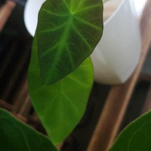 Photo of the plant species Colocasia 'Black Beauty' by @SaviorBacopa62 named Kylie on Greg, the plant care app
