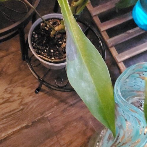 Photo of the plant species Electric Eel by @SaviorBacopa62 named Diana on Greg, the plant care app