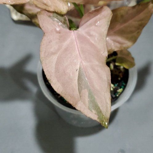Photo of the plant species Neon Pink Arrowhead Plant by @SaviorBacopa62 named Austen on Greg, the plant care app
