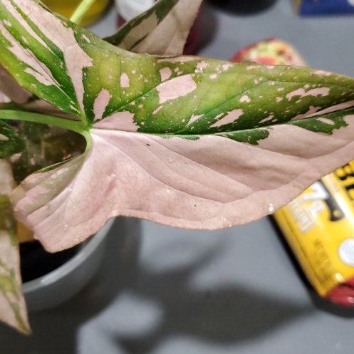 Photo of the plant species Syngonium Pink Splash Thai by @SaviorBacopa62 named Captain Plant-it on Greg, the plant care app