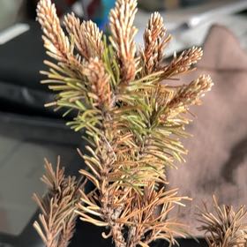 Photo of the plant species Slowmound by @JesterHoyaburma named Queen on Greg, the plant care app