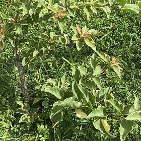 Photo of the plant species Bougainvillea Kini by @TopPinklaui73 named Muhammad Ali on Greg, the plant care app