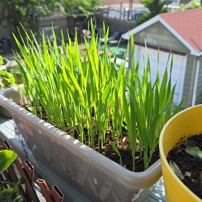 Photo of the plant species Oatgrass by @ProMarshfern21 named Huckleberry Fern on Greg, the plant care app