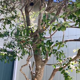 Photo of the plant species Gumbo-Limbo by @SnappyCamphor24 named Sahara on Greg, the plant care app