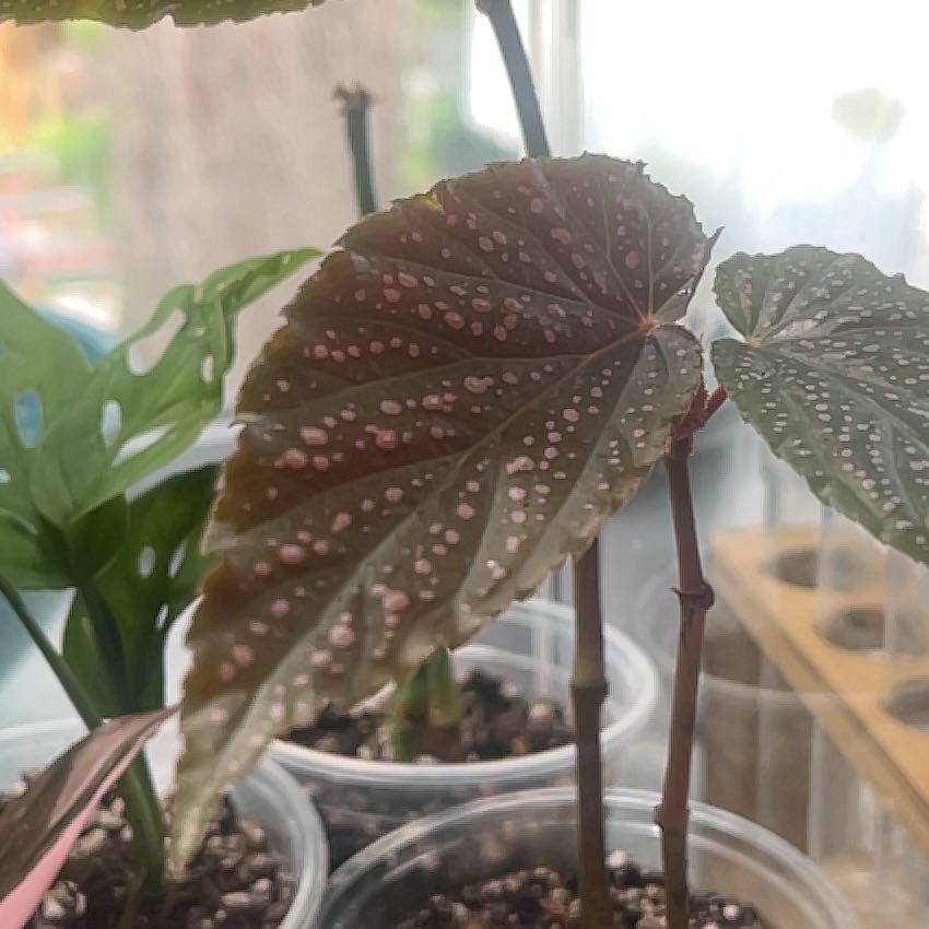 Photo of the plant species Begonia amphioxus by @PotentHautree67 named Austen on Greg, the plant care app