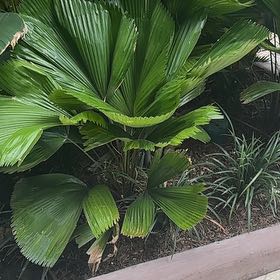 Photo of the plant species Panama Hat Plant by @UpbeatChia named Gregarious on Greg, the plant care app