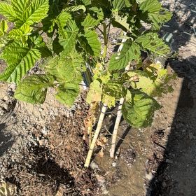 Photo of the plant species Green Alder by @HipBulrush84 named Zeus on Greg, the plant care app