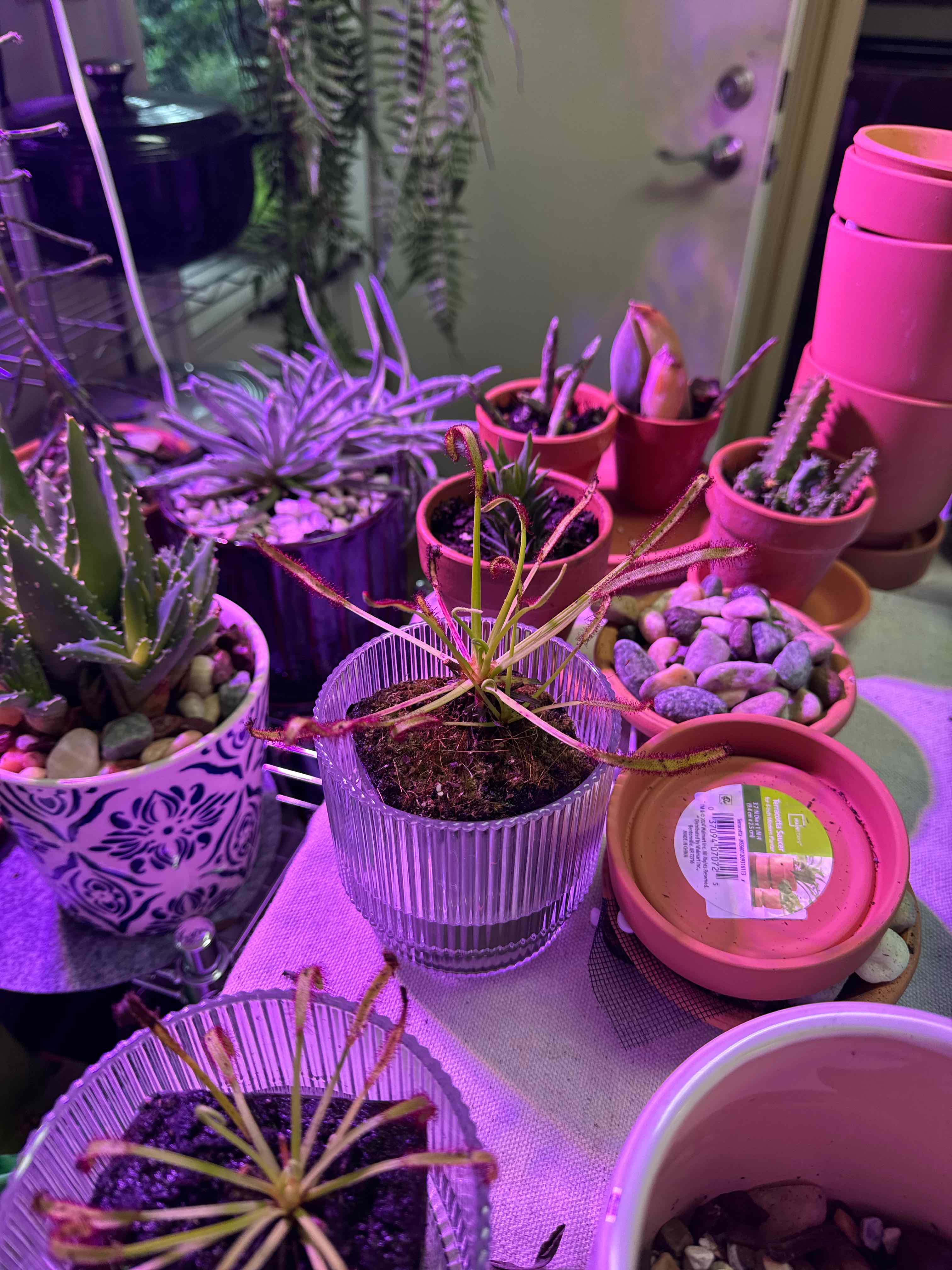 Photo of the plant species Oblong-Leaved Sundew by @Gypsynomad named Tree Diddy on Greg, the plant care app