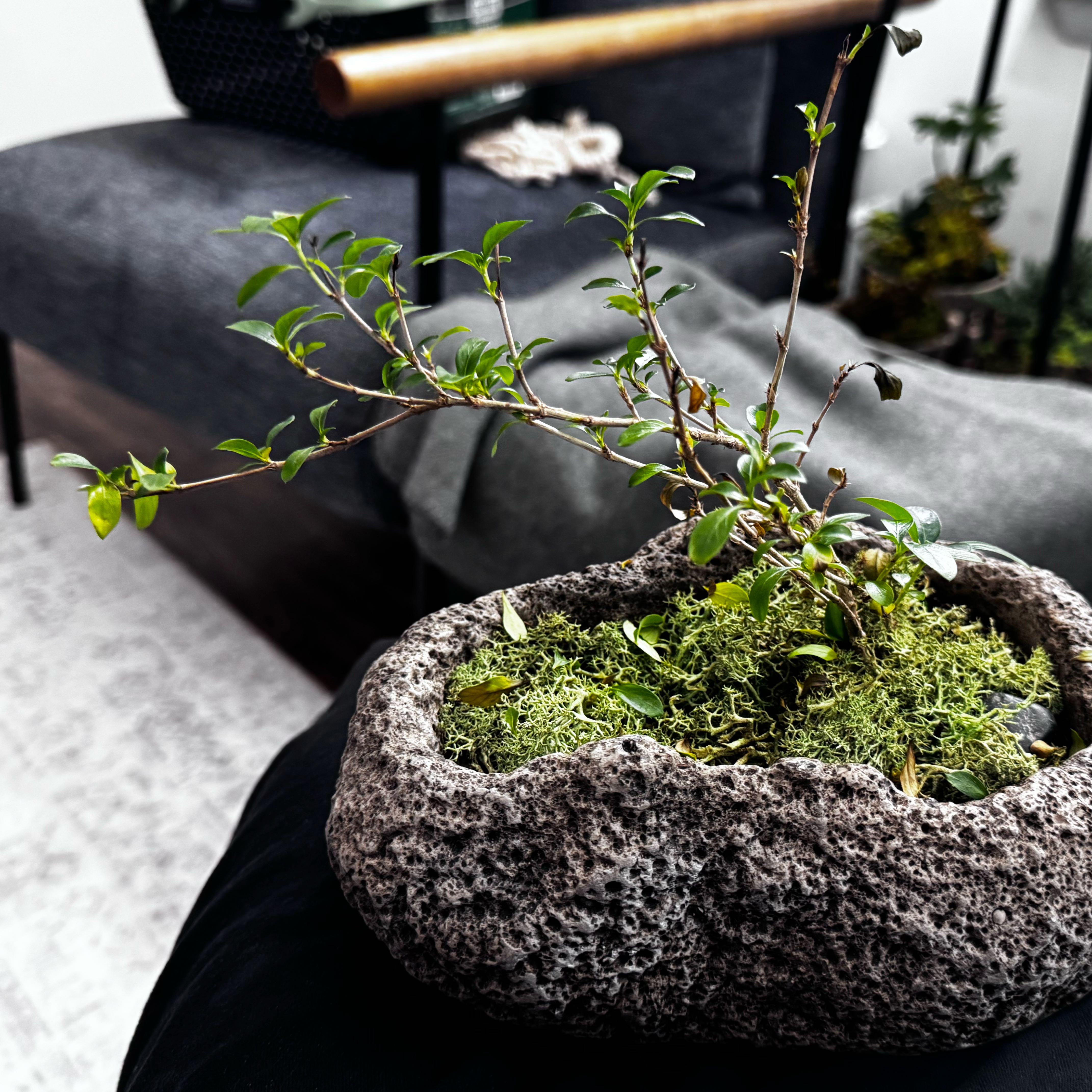 Photo of the plant species Japanese Snow Rose by @Gypsynomad named Lavender on Greg, the plant care app