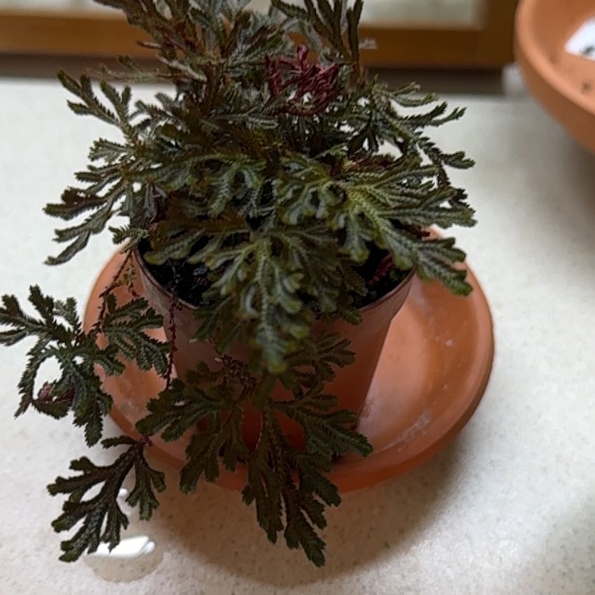 Photo of the plant species Hymenophyllum demissum by @Gypsynomad named Sigmund on Greg, the plant care app