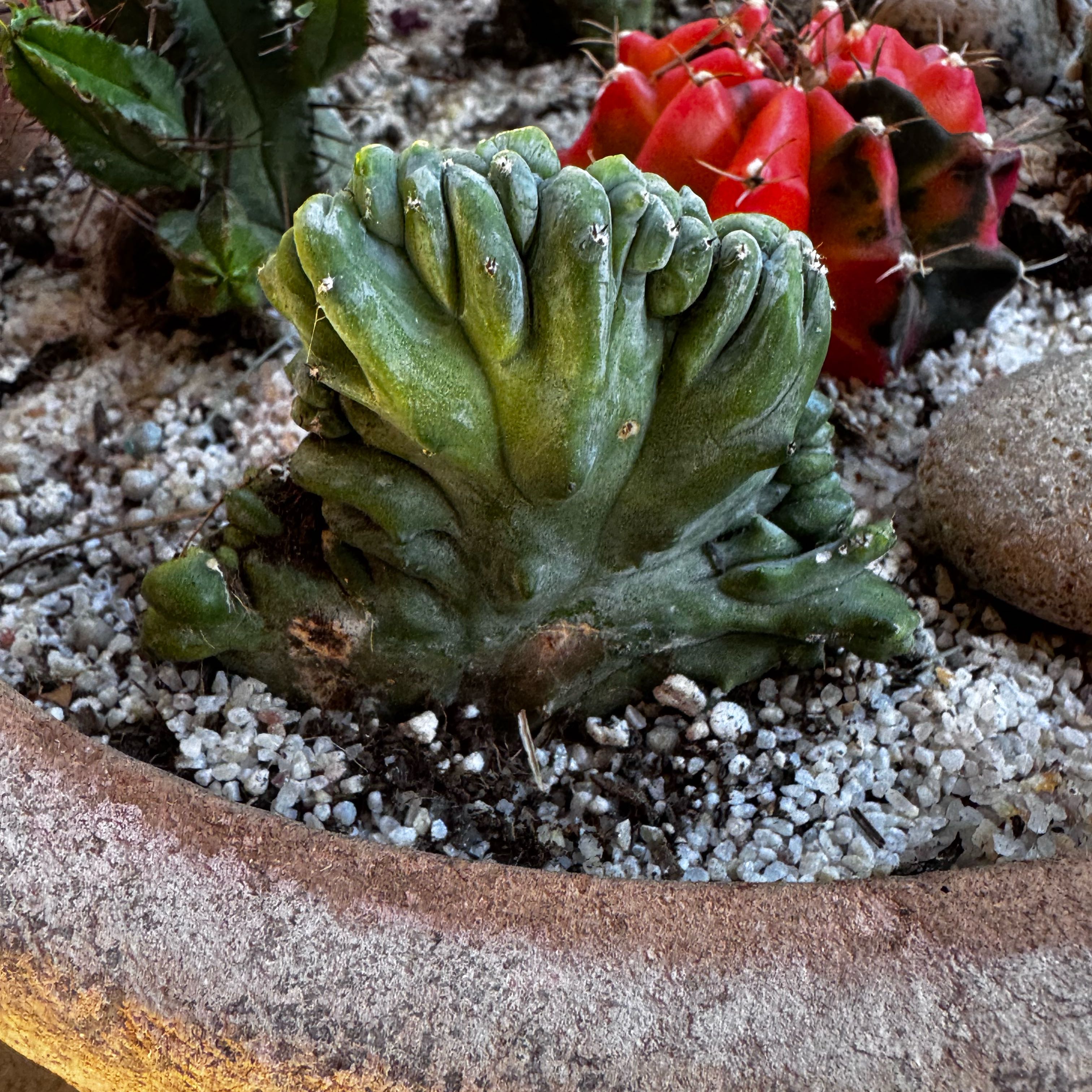 Photo of the plant species Variegated Crested Blue Flame Cactus by @Gypsynomad named Athena on Greg, the plant care app