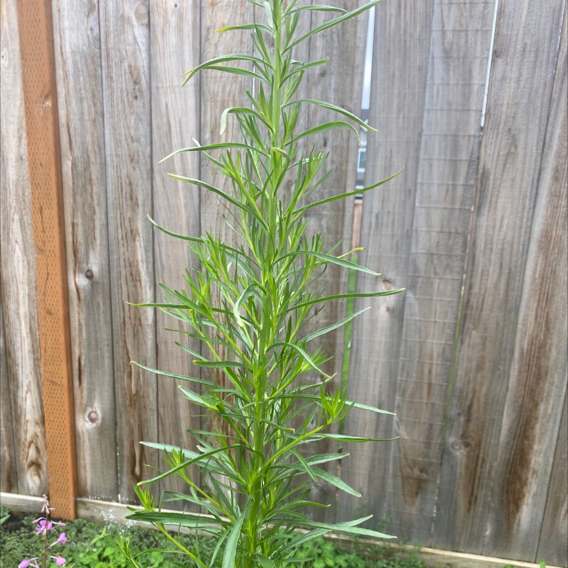 Tall, slender Canadian Fleabane plant with narrow leaves against a wooden fence.