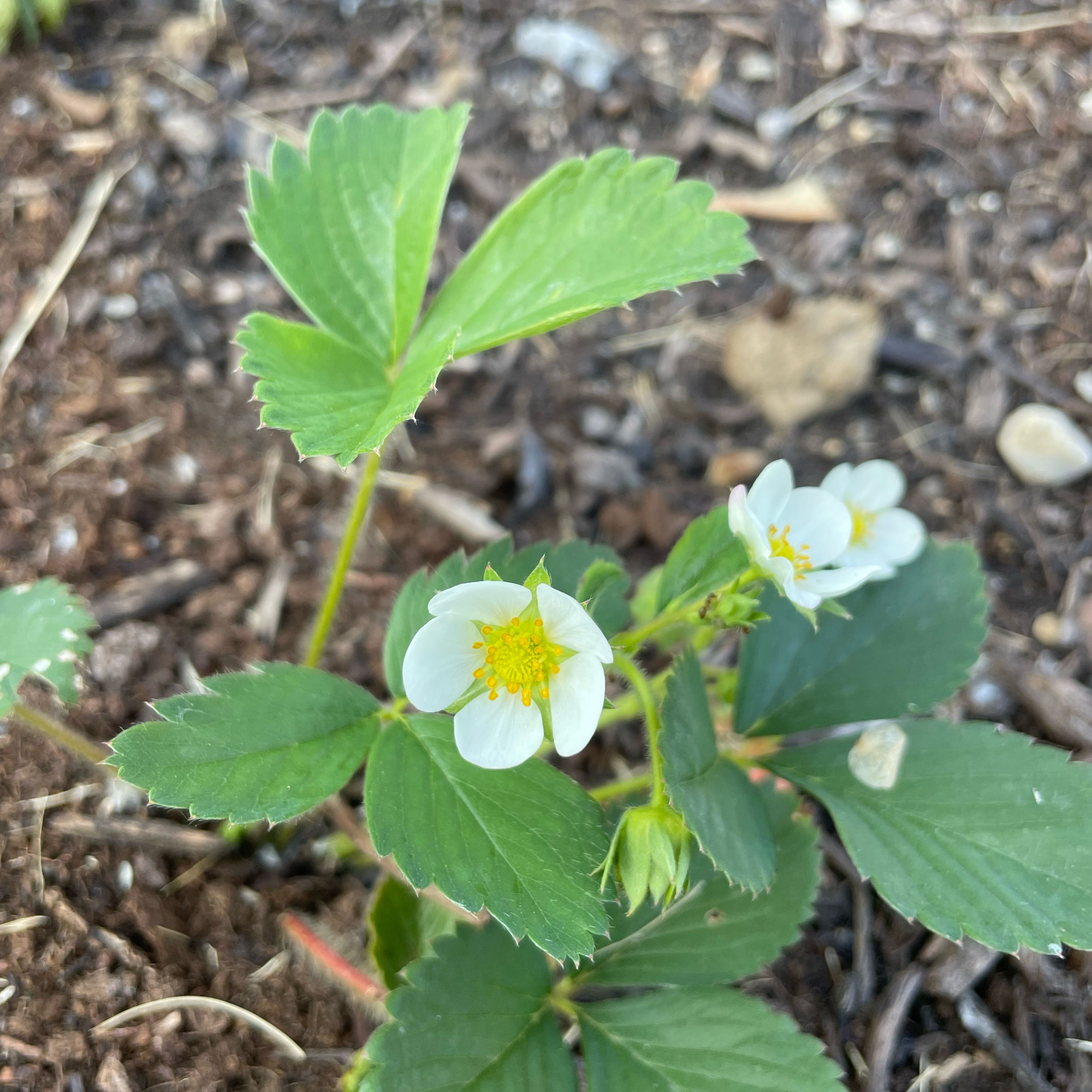 Photo of the plant species Scarlet Strawberry by @FunMexico84 named Queen on Greg, the plant care app