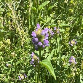 Photo of the plant species Common Selfheal by @FunMexico84 named da Vinci on Greg, the plant care app