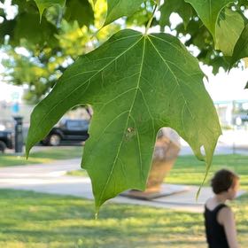 Photo of the plant species Sugar Maple by @FunMexico84 named Spike Leaves on Greg, the plant care app