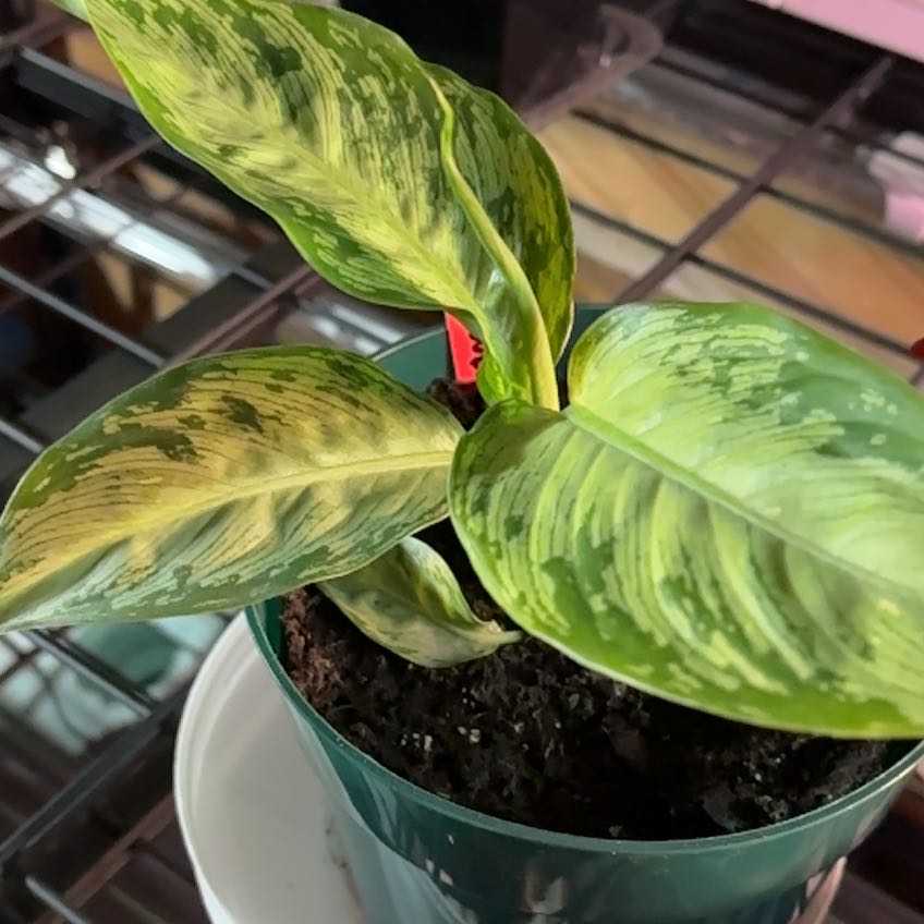 Photo of the plant species Camouflage plant by @DinkumMayten87 named Kylie on Greg, the plant care app