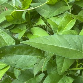 Photo of the plant species Swamp Morning Glory by @RealIroncross80 named Darwin on Greg, the plant care app