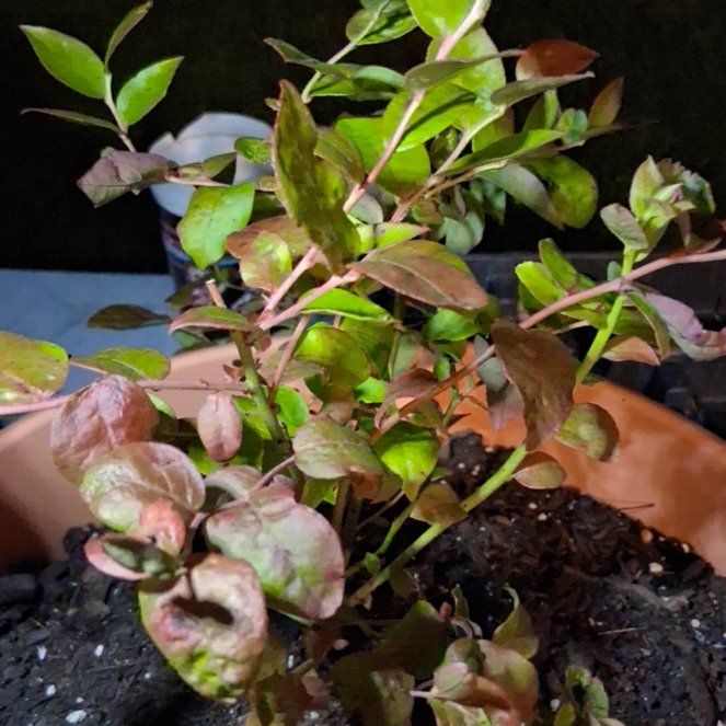 Photo of the plant species Blueberry Bush by @HappyDidelta96 named Willow on Greg, the plant care app