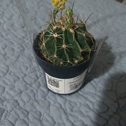 Photo of the plant species Cactus by @AnewCooperi69 named Dolores on Greg, the plant care app