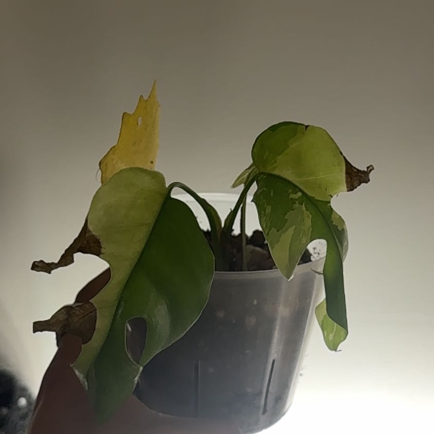 Photo of the plant species Variegated Mini Monstera by @InerrantCosmo18 named Doja Cat on Greg, the plant care app