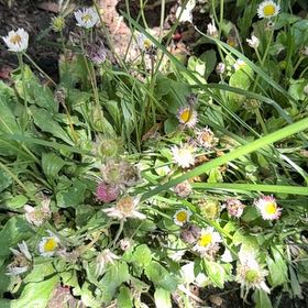 Photo of the plant species Hare-Foot Plantain by @NoblyTurmeric59 named Navajo on Greg, the plant care app