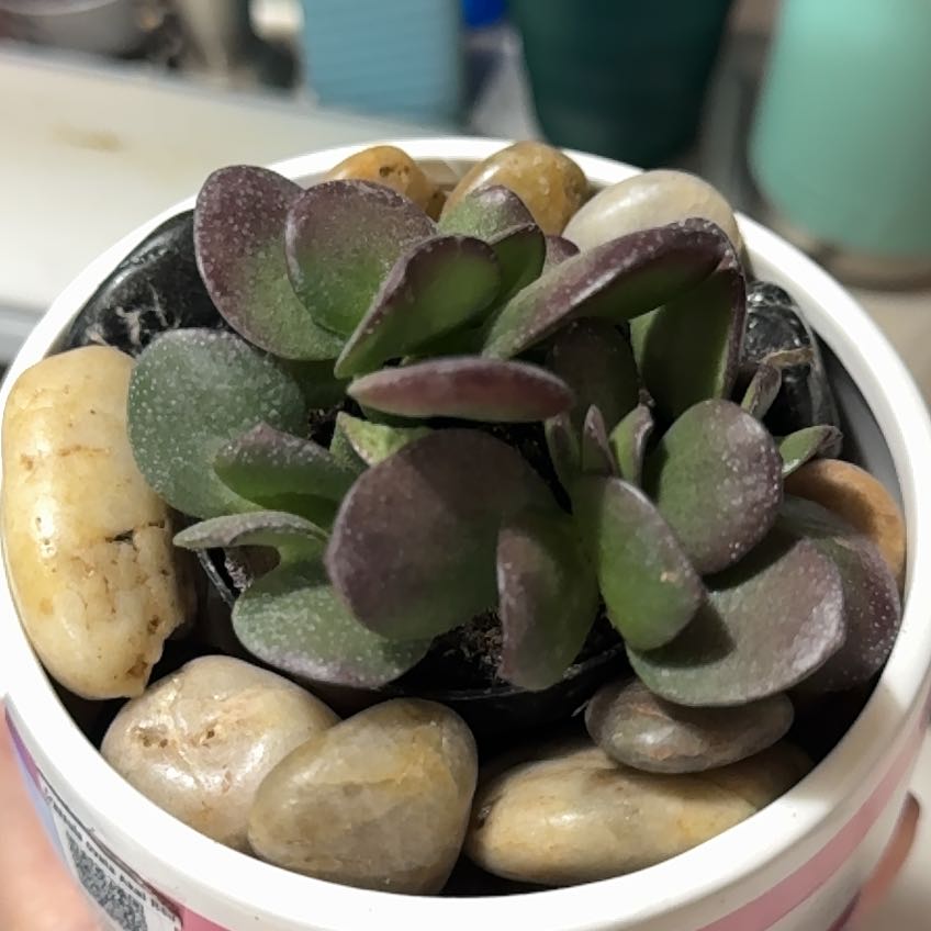 Photo of the plant species Jade by @TimelyFicus38 named Lola on Greg, the plant care app