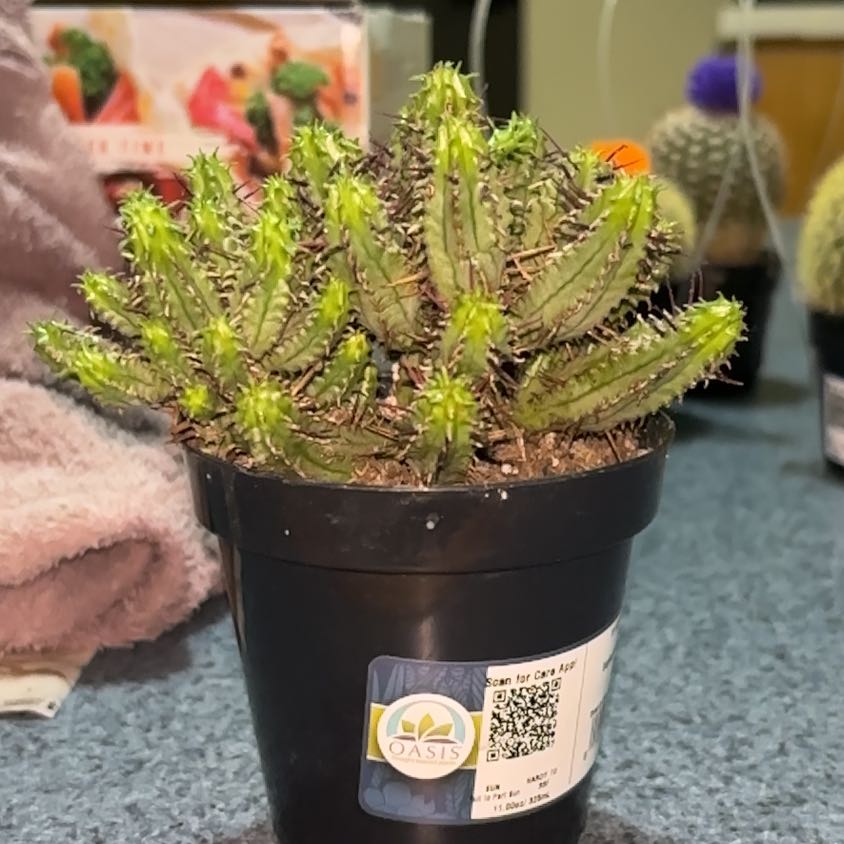 Photo of the plant species Euphorbia 'Green Elf' by @LadyAmethyst named Leonardo on Greg, the plant care app