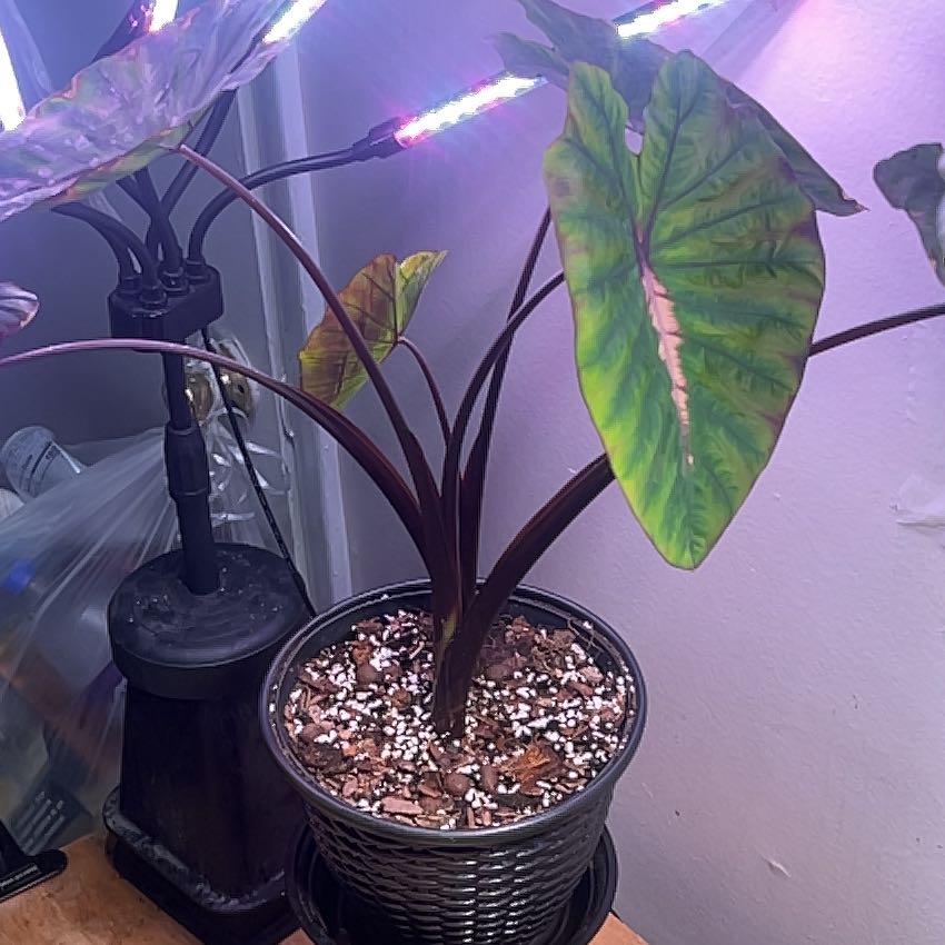 Photo of the plant species Colocasia 'Redemption' PP34,729 by @UrbaneOkra0 named Duke on Greg, the plant care app