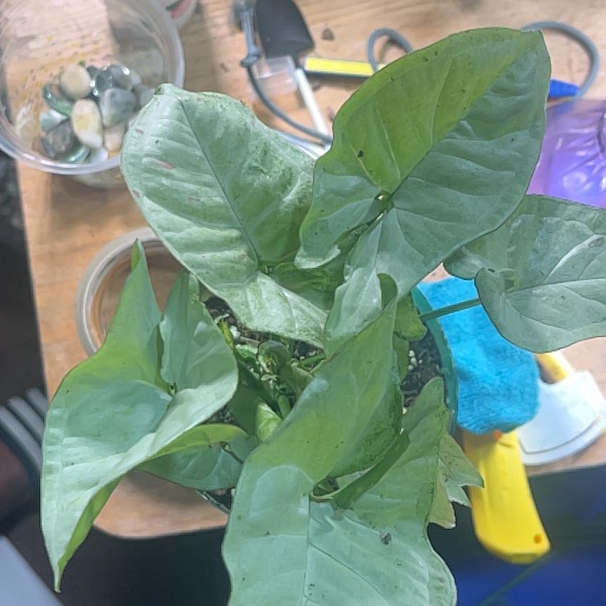 Photo of the plant species Confetti Syngonium by @UrbaneOkra0 named ChloroPhil on Greg, the plant care app