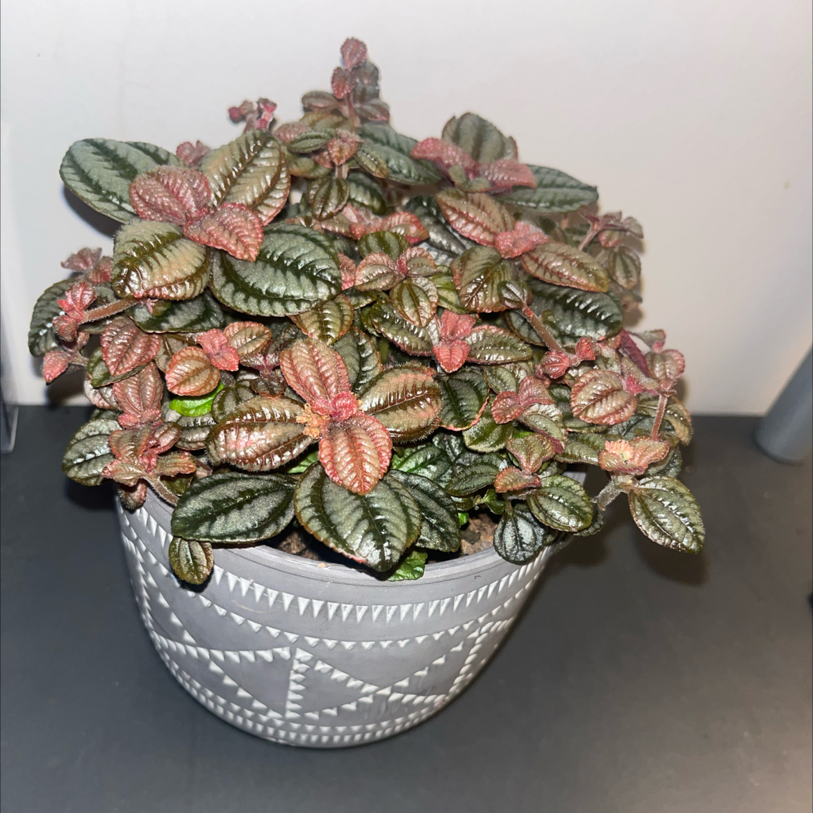 Photo of the plant species Pilea 'Pan Am' by @UrbaneOkra0 named Einstein on Greg, the plant care app