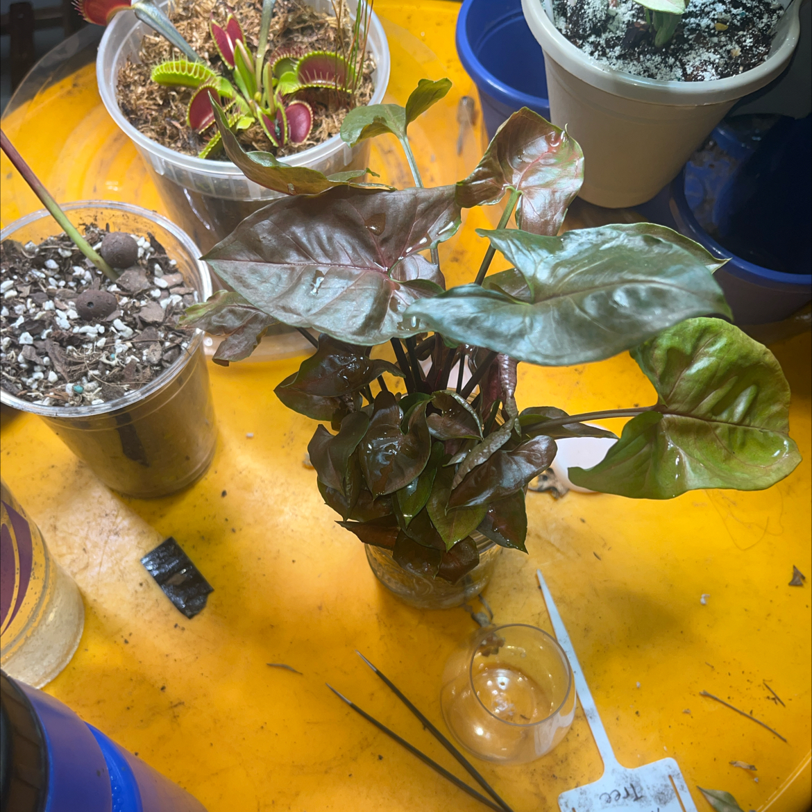 Photo of the plant species Syngonium 'Maria Allusion' by @UrbaneOkra0 named Coco on Greg, the plant care app