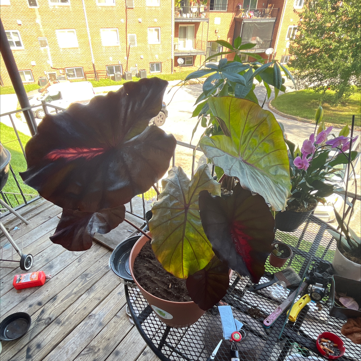 Photo of the plant species Colocasia 'Redemption' PP34,729 by @UrbaneOkra0 named Dolph on Greg, the plant care app