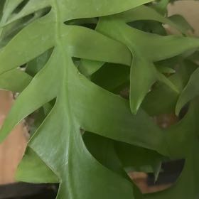 Photo of the plant species Shark Tooth Cactus by @YesGuavatree33 named Tolkien on Greg, the plant care app