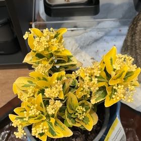 Photo of the plant species Japanese Spindle by @SunnyCatnip91 named Daphne on Greg, the plant care app