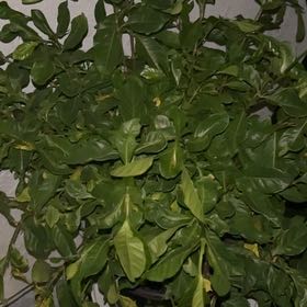 Photo of the plant species Common Gardenia by @SunnyCatnip91 named zachary on Greg, the plant care app