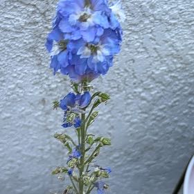 Photo of the plant species Jacob's Ladder by @SunnyCatnip91 named Lavender on Greg, the plant care app