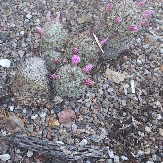 Photo of the plant species Mammillaria sheldonii by @ExactRuby98 named da Vinci on Greg, the plant care app