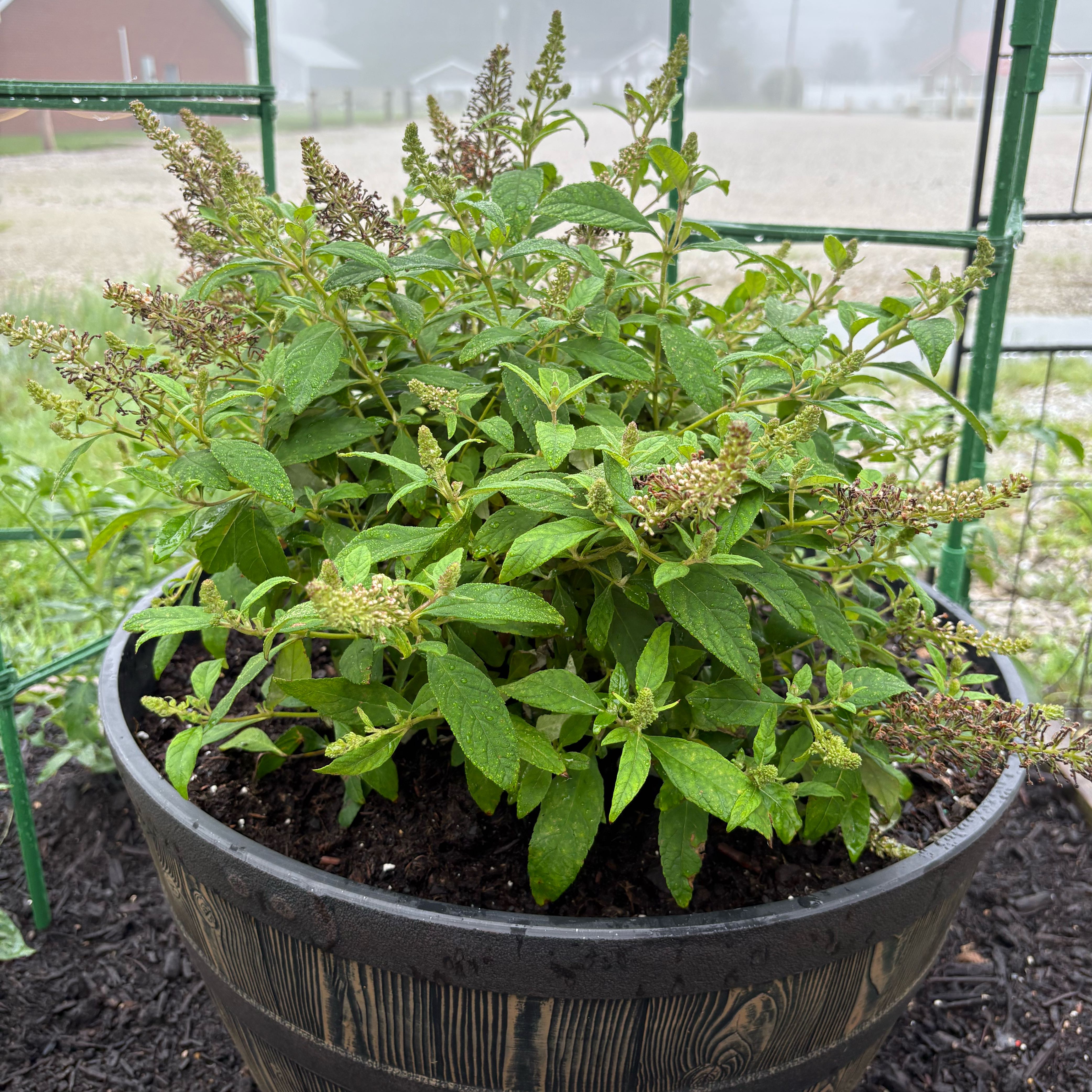 Photo of the plant species Candy Butterfly Bush by @SoulmateKiekie named Delilah on Greg, the plant care app