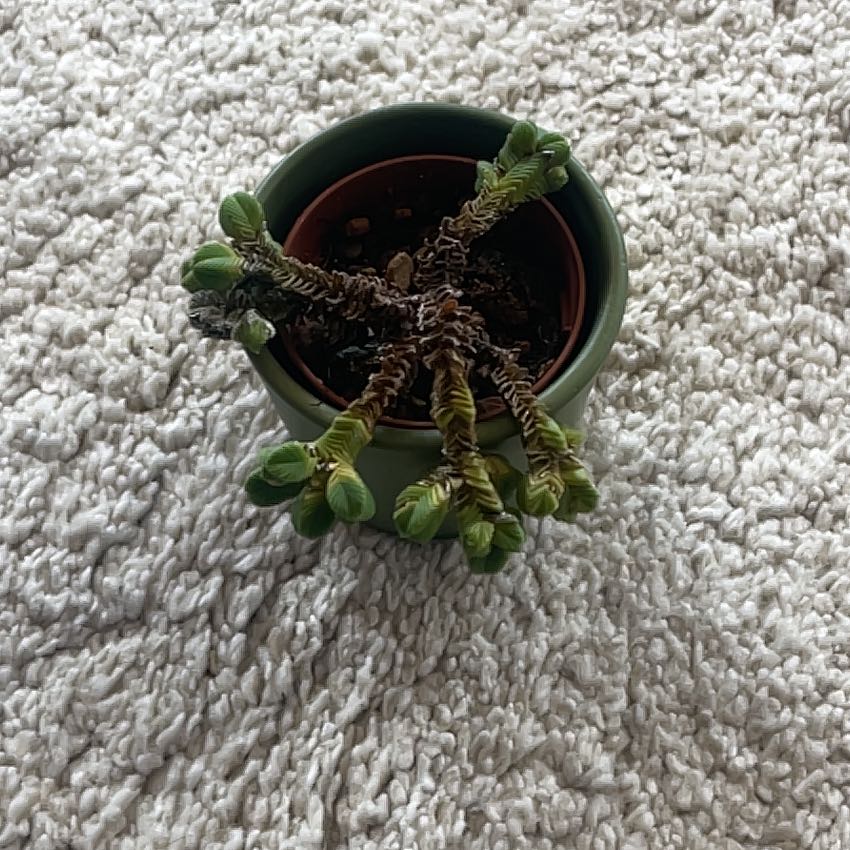 Photo of the plant species Pagoda Mini Jade by @AdonicRosegrape named Tupot amaroot on Greg, the plant care app