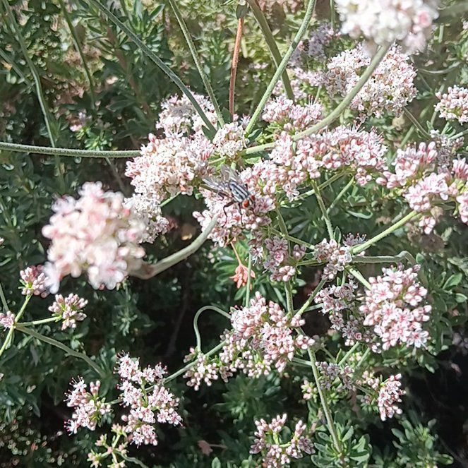 Photo of the plant species Water Dropwort by @TrustyDecodon58 named Anne on Greg, the plant care app