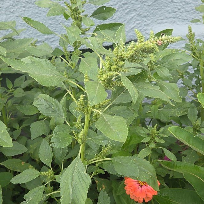 Photo of the plant species Careless Weed by @YeahGinger69 named Drake on Greg, the plant care app